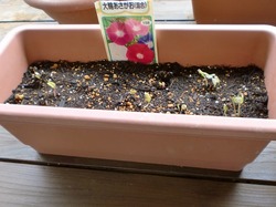 nagasaki 花植え⑤.jpg