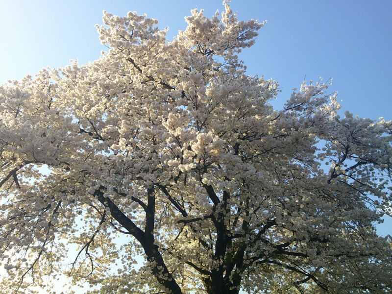 桜満開🌸花見ドライブ♪