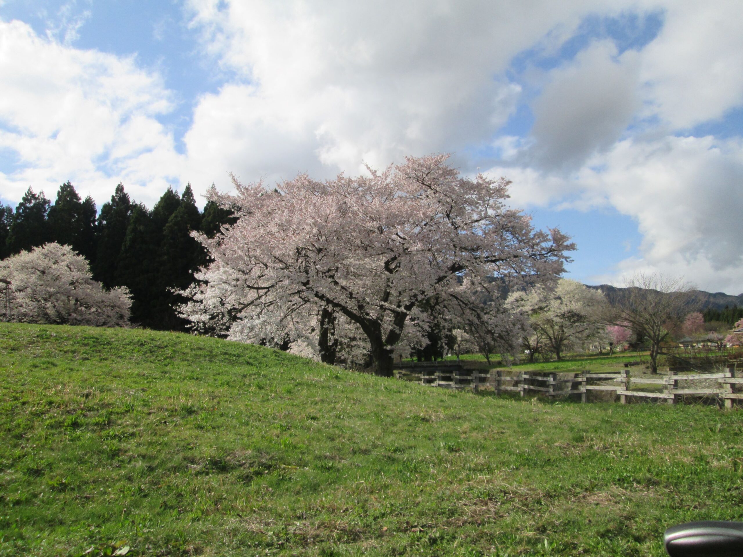 花見レク