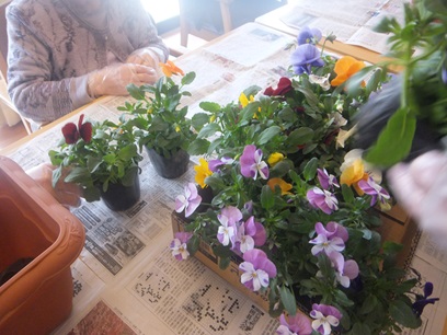 🌸お花を植えました🌸