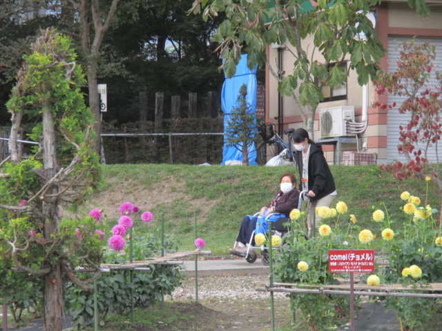 ダリヤ園に行ってきました！