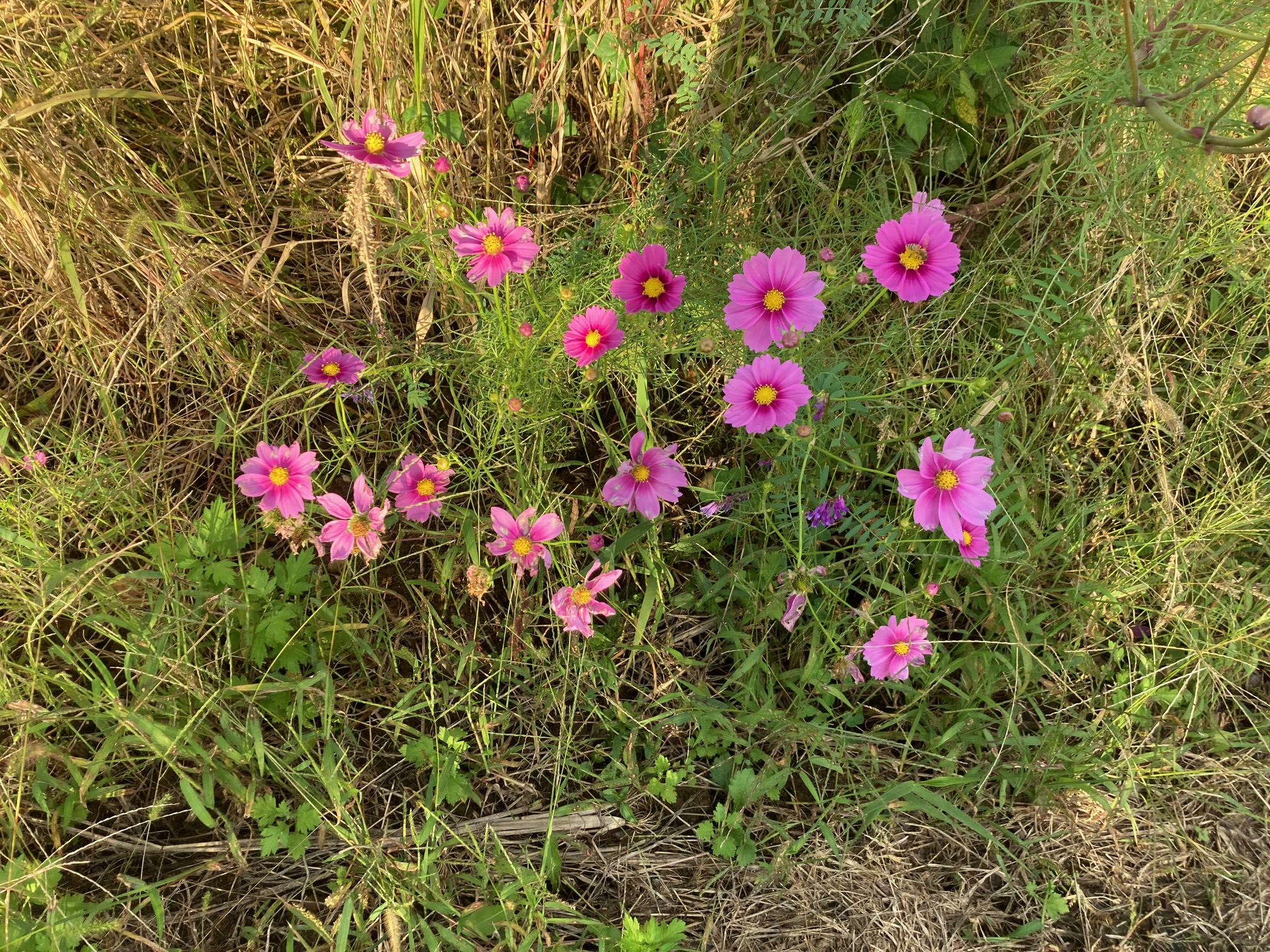 秋桜を見に行きました～🚙