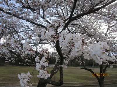 お花見ドライブ🚙🌸