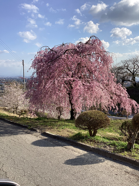 🌸お花見ドライブ🌸🚙