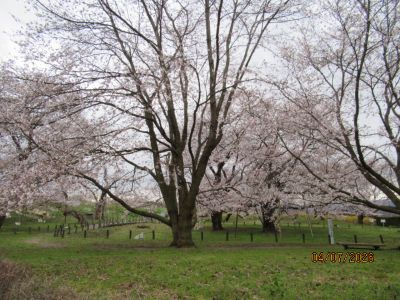 春のお花見と、曜日対抗ゲーム！