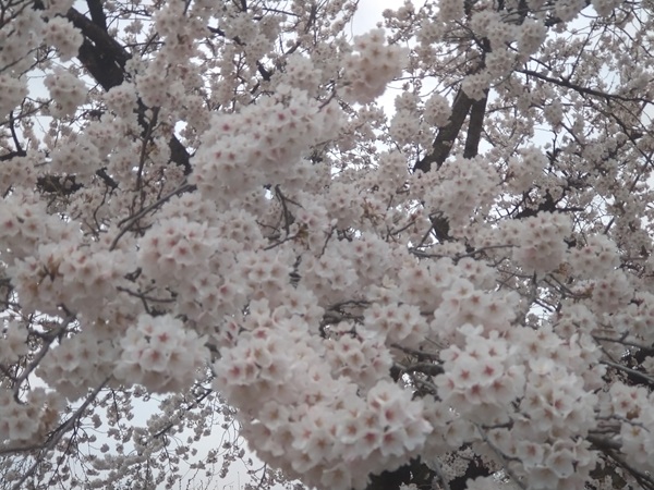 花見🌸