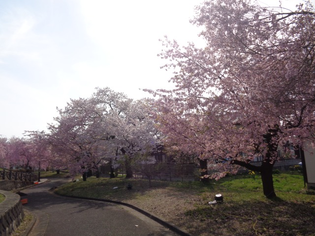 とこしえ高畠花見後編