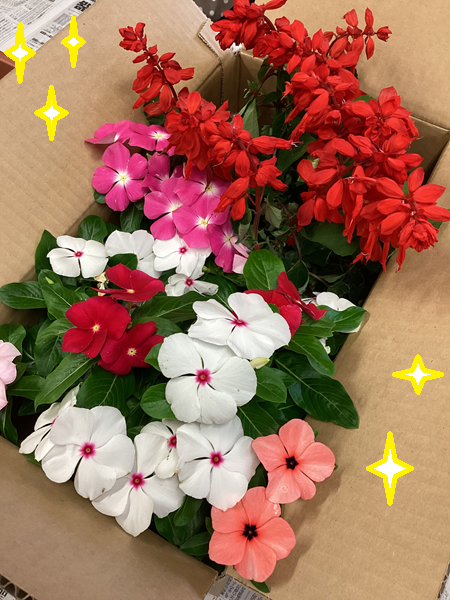 🌺お花を植えました🥀